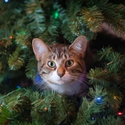 Opciones para gatos en lugar de árbol de Navidad